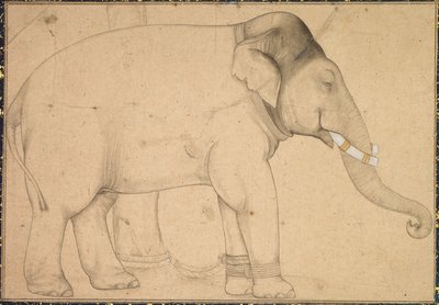 Teckning av en elefant, ca. 1700. av Unbekannt
