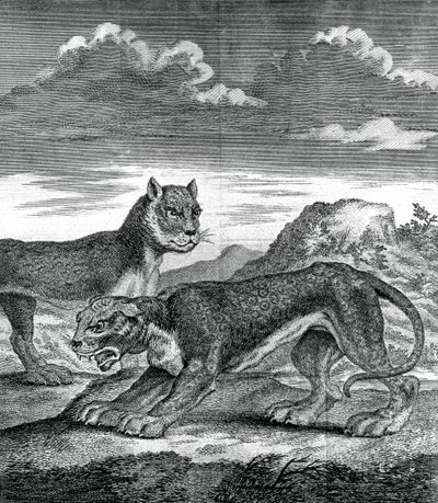 Ostindisk leopard, 1750 av Unbekannt