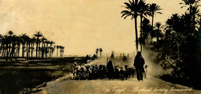 Egypten - Herde som kör hemåt, c1918-c1939. av Unbekannt