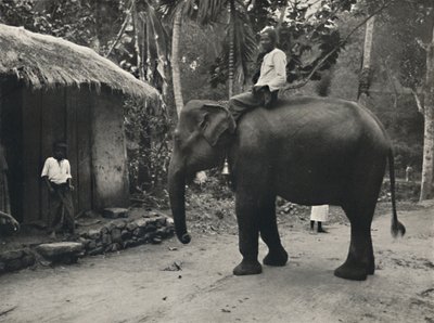 Elefant på en stig nära Kandy, 1926 av Unbekannt