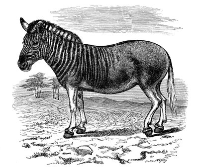 Gravyr av en Quagga, 1893 av Unbekannt