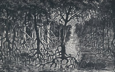 Ekvatorialafrikansk skog, 1924 av Unbekannt