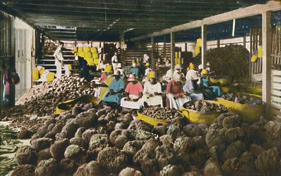 Esfakis - Sponge Packing House - Nassau, Bahamas, c1930-talet. av Unbekannt