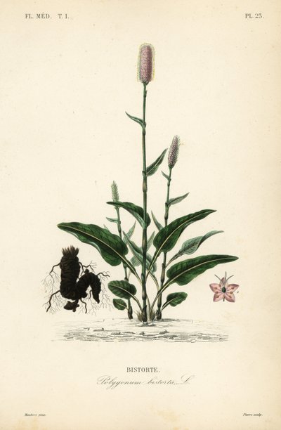 Europeisk bistort eller ormrot, Persicaria bistorta, Polygonum bistorta, Bistorte av Unbekannt