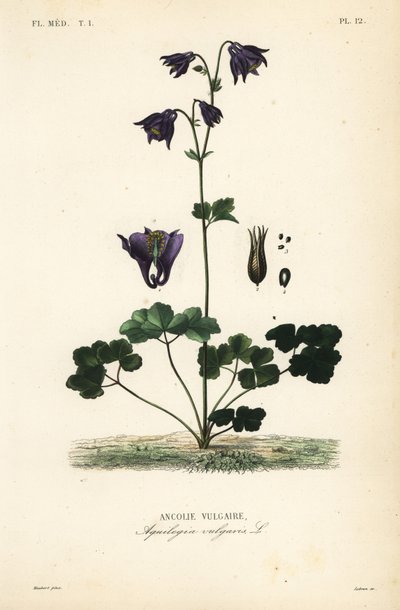 Europeisk akleja, Aquilegia vulgaris, Ancolie vulgaire av Unbekannt