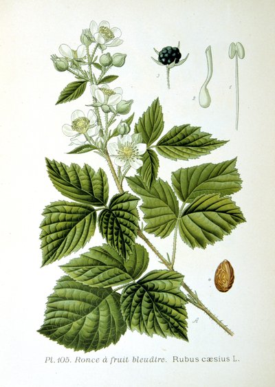 Europeiska dewberry, 1893 av Unbekannt