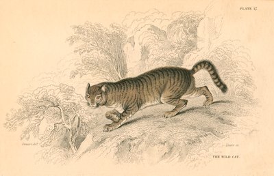 Europeisk vildkatt Felis silvestris, 1828 av Unbekannt