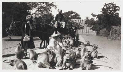 Europeisk kvinna som matar en trupp apor, Indien, c 1910 av Unbekannt