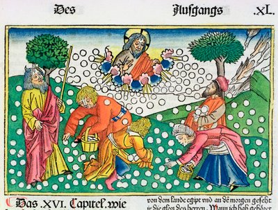 2 Mosebok 16:13-22: Gud förser israeliterna med vaktel och Manna av Unbekannt