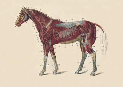 Hästkroppens yttre muskler och senor, c1879. av Unbekannt