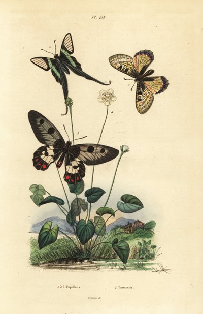 Falsk apollo, Archon apollinus 1, vit draksvans, Lamproptera curius 2, och klarvingad svalstjärt, Cressida cressida 3, gräs av parnassus, Parnassia palustris av Unbekannt