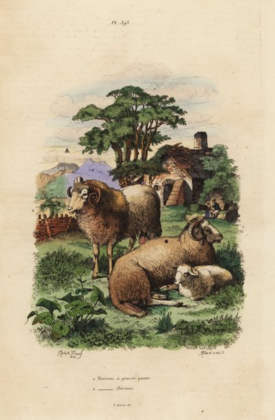 Fettsvansfår, Ovis aries 1, och Merino-får, Ovis aries 2 av Unbekannt