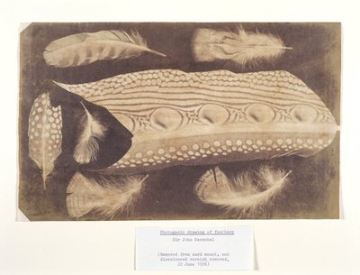 Fjädrar, c 1840 av Unbekannt