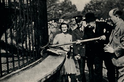 Feeding Rota, The Pinner Lion, 1940-talet, 1945. av Unbekannt