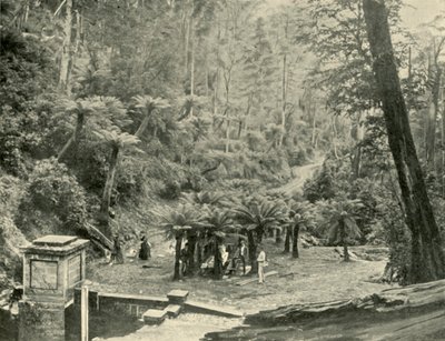 Fern Tree Bower and Track, Mount Wellington, 1901. av Unbekannt