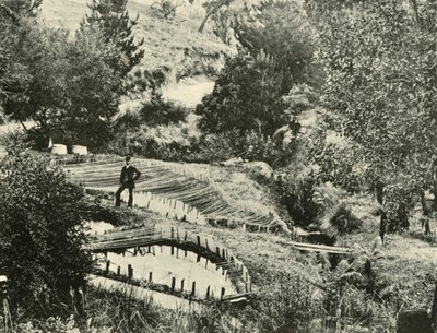 Fiskdammar, Ercildoune, nära Ballarat, 1901. av Unbekannt
