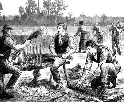 Lin porlande, c1880 av Unbekannt
