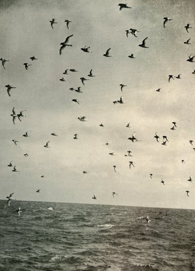 Flight of Antarctic Petrels, c1908, 1909. av Unbekannt