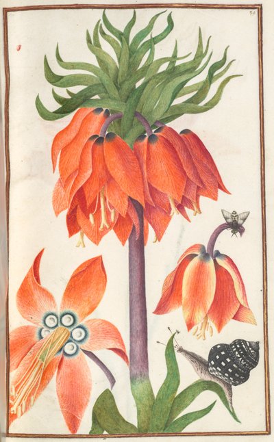 Florilegium: sida 19 rödorange fritillaria imperialis imperialistisk krona, 1608 av Unbekannt