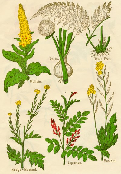 Blommor: Mullein, lök, hanormbunke, nodge-senap, lakrits, senap, c1940 av Unbekannt