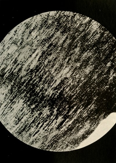 Fossilskog i sandsten, från en morän på latitud 85° syd, c1908, 1909. av Unbekannt