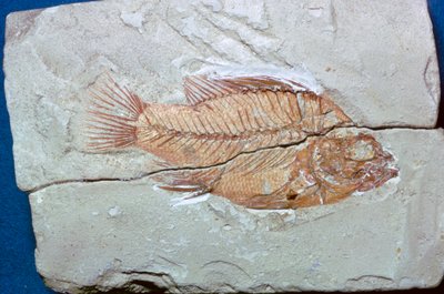 Fossil av en fisk av Unbekannt