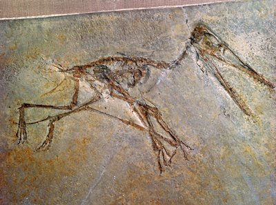 Fossilt skelett av en Pterodactyl, från British Museums samling av Unbekannt