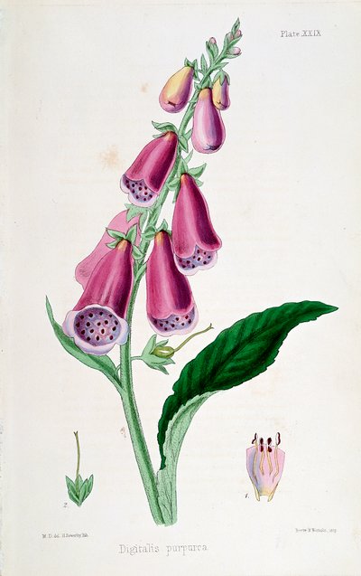 Foxglove Digitalis purpurea, 1800-talet. av Unbekannt