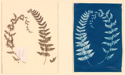 Från Hatton Fern Album, ca. 1850. av Unbekannt