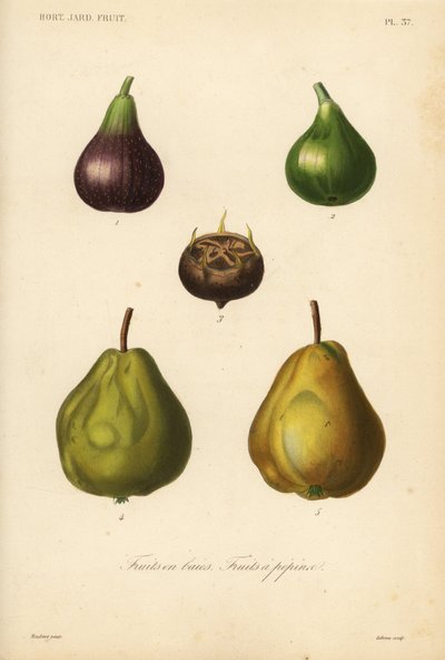Frukt, kärnfrukt och bärfrukt av Unbekannt