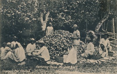 Samla kakao, Trinidad, B.W.I., tidigt 1900-tal. av Unbekannt