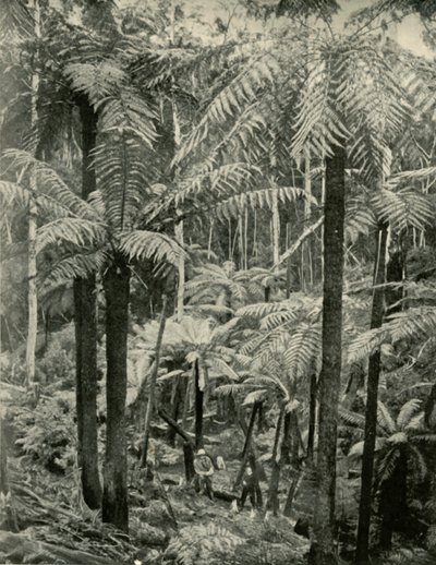 Jätteormbunkar vid Gembrook, 1901. av Unbekannt