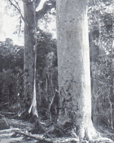 Giant Kauri Tree, sent 1800-tidigt 1900-tal. av Unbekannt