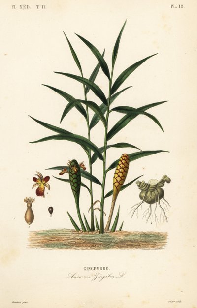 Ingefära eller ingefära, Zingiber officinale, Amomum zingiber, Gingembre av Unbekannt
