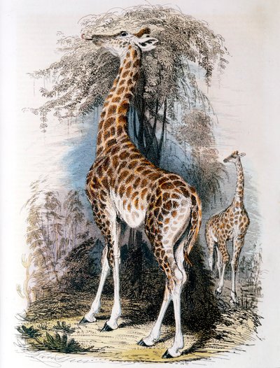 Giraff som surfar på ett träd, 1836 av Unbekannt