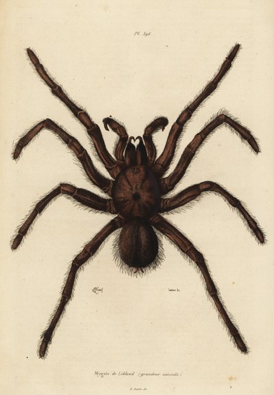 Goliath birdeater spindel, Theraphosa blondi av Unbekannt