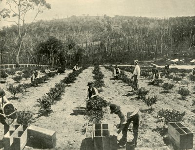 Krusbärsfarm, Glenbrook, 1901. av Unbekannt