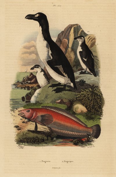 Alk, Pinguinus impennis 1, utdöd, och brasiliansk sandabborre, Pinguipes brasilianus 2 av Unbekannt