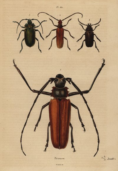 Stor långhornsbagge, Enoplocerus armillatus 1, Aegosoma scabricorne 2, Pyrodes nitidus 3 och Prionus desmaretii 4 av Unbekannt