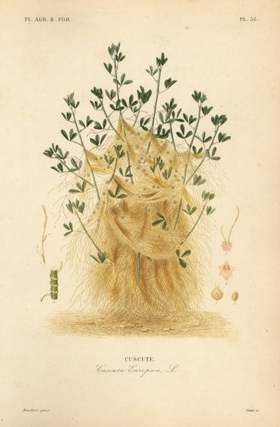 Större dodder eller European dodder, Cuscuta europaea, cuscute av Unbekannt