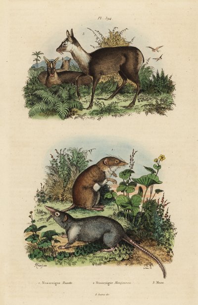 Stor vittandad näbbmuska, Crocidura russula 1, grå mysknävla, Suncus murinus 2 och dunkla myskhjort, Moschus fuscus, hotad 3 av Unbekannt