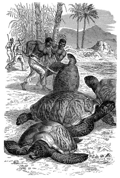 Grön sköldpadda fångas av jägare, 1884 av Unbekannt