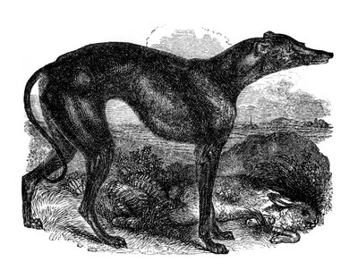 Vinthund, 1848 av Unbekannt
