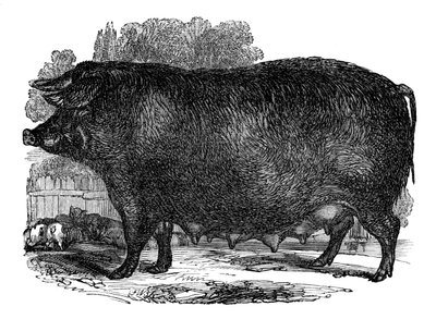Hampshire sugga, 1848 av Unbekannt