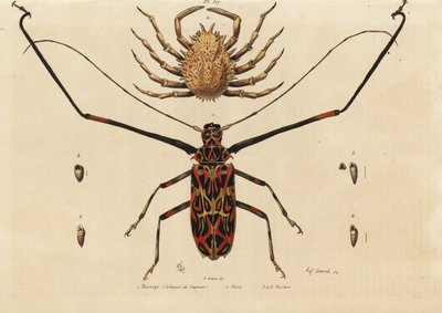 Harlequin Beetle, Acrocinus longimanus 1 och European Spider Crab, Horned Crab 2, Macrope (Cayenne Harlequin), Maia, tröjor av Unbekannt