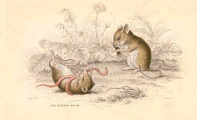 Skördemus Micromys minutus of the Old World, 1828 av Unbekannt