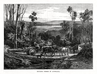 Hauling timmer, Australien, 1877 av Unbekannt