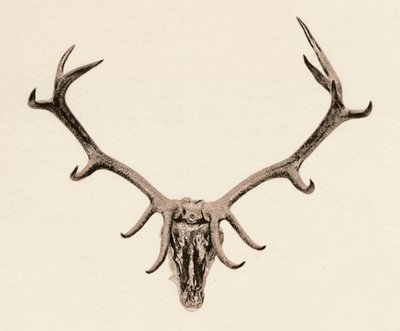 Head of a Deer, c1500-talet, 1904 av Unbekannt