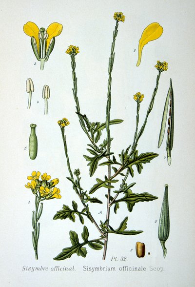 Häcksenap, 1893 av Unbekannt