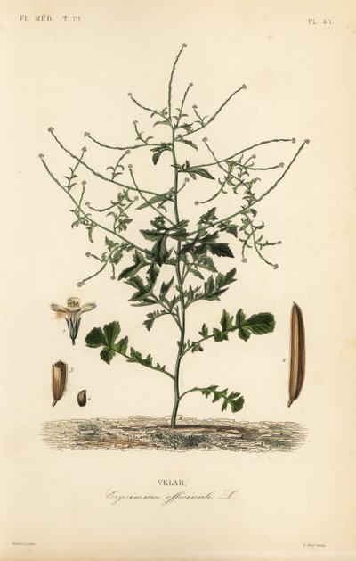 Häcksenap, Sisymbrium officinale, Erysimum officinale, Velar av Unbekannt